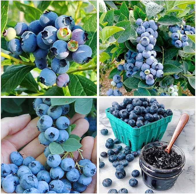 520+ Blueberry Seeds for Planting -Non GMO Seeds Plant in Home Garden-Sweet and Juicy