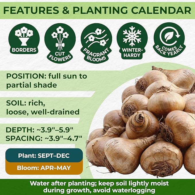 Dutch Bulbs Daffodil Bulbs Spring Dream Collection - 25 Perennial and Hardy Flower Bulbs - Scented Daffodil Mix from The Netherlands - for Garden and Pot (no Seeds - not Artificial)