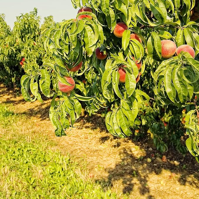 Perfect Plants Belle of Georgia White Peach Tree 4-5ft. Tall | Large Fruit | Heavy Producer | Self Fertile