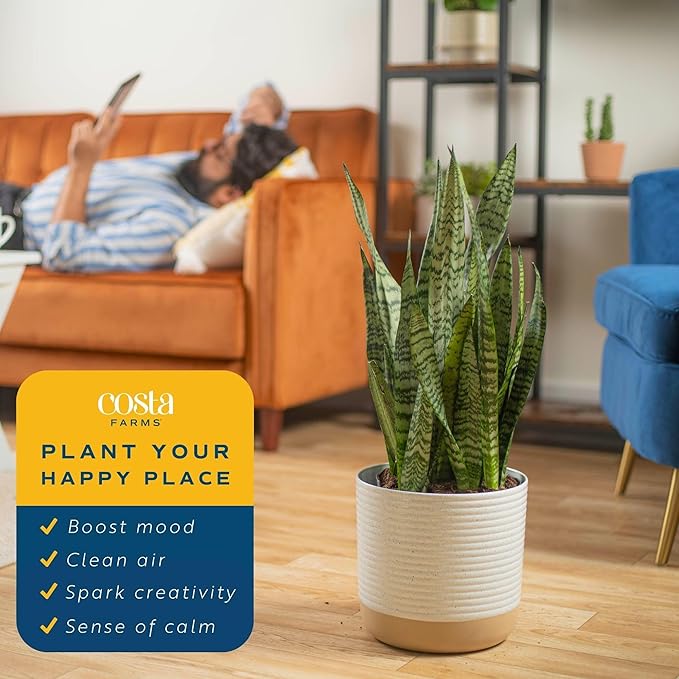 Costa Farms Live Snake Plant, Sansevieria, Easy Care House Plant in Premium Decor Pot, Houseplant in Potting Soil Mix, Succulent Plant Gift for Housewarming, Office and Home Decor, 2-3 Feet Tall