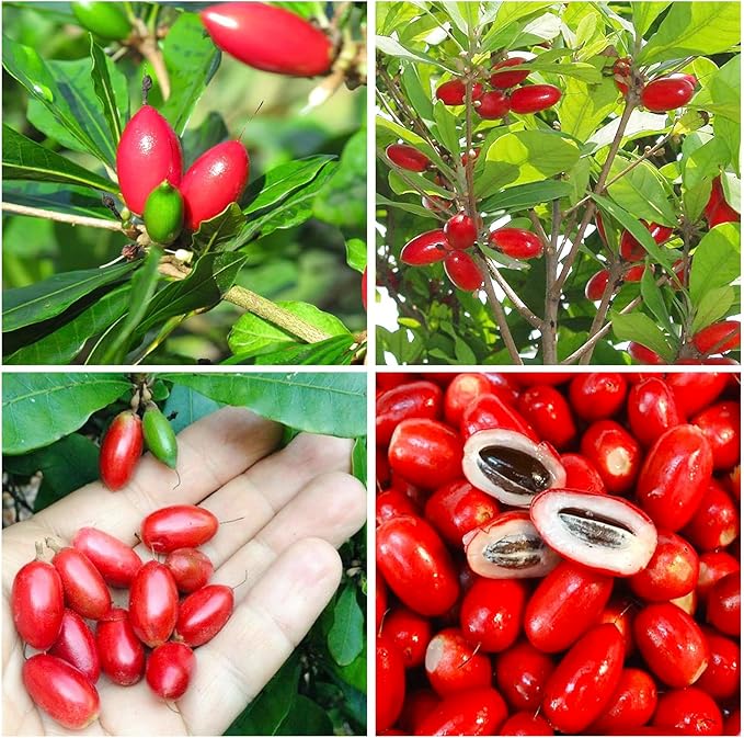 30Pcs Perennial Miracle Berry Fruit Seeds for Planting-Non-GMO Heirloom Plant Seeds Garden Outdoor