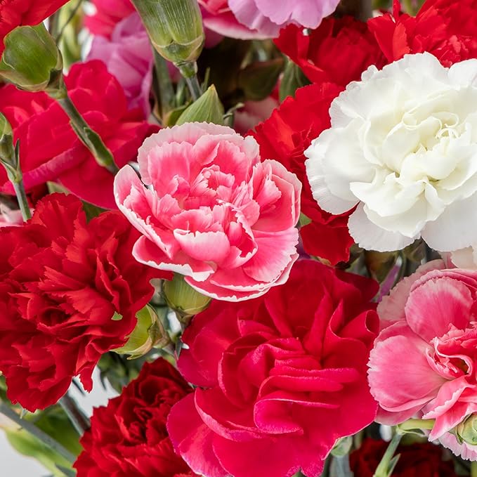 Benchmark Bouquets - 20 Stem Rainbow Mini Carnations (Glass Vase Included) - Fresh Flowers for Next Day Delivery - Gift for Birthday, Anniversary, Get Well, Sympathy, Congratulations, Valentine's Day