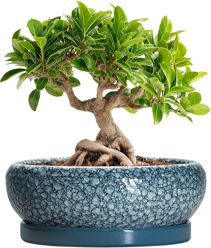 EPFamily Ceramic Bonsai Pots - 8 Inch Succulent Planters Indoor Outdoor, Bonsai Planters with Drainage Hole and Saucer, Shallow Planter, Round Planter Bowl, Home Decor, Gifts for Plant Lovers, Blue