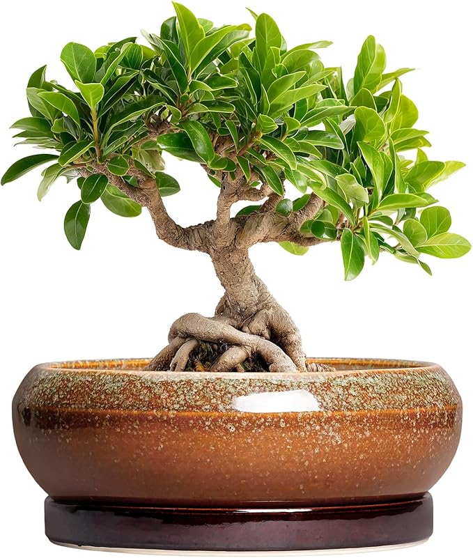 EPFamily Bonsai Tree Pots - 8 Inch Ceramic Succulent Planter Indoor Outdoor, Bonsai Pots with Drainage Hole and Saucer, Shallow Plant Pots, Round Planters, Kitchen Decor, Gifts for Women, Retro Brown