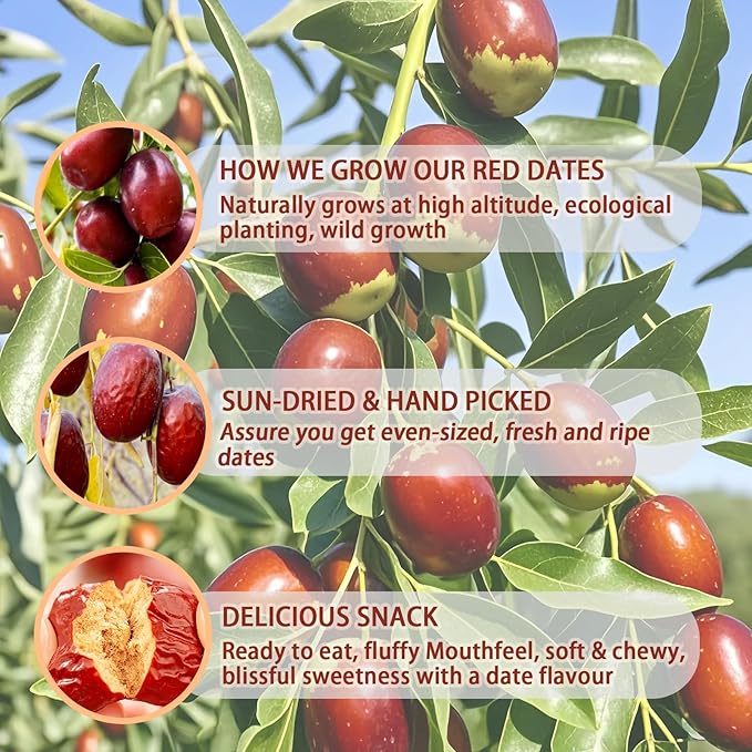 Jujube Red Dates,17.6oz/500g, 红枣 대추 Dried Fruit- No Sugar Added, Asian Snacks, Not Too Dry, Soft & Chewy, Brew Tea, Soup, Adorn and Sweeten Cakes, Warm red dates Aroma, Improve Sleep and Digestion