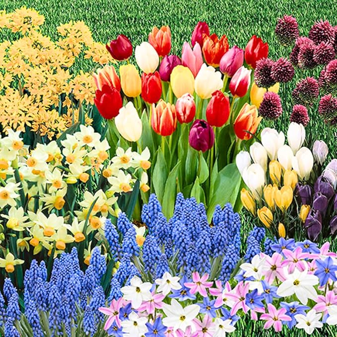 Flowers Bulbs for Fall Planting, Perennial Flower Bulbs, Early Spring Flower to Plant Outside, Colorful Blooms Groundcover Bulbs, Top Size (Multicolor)