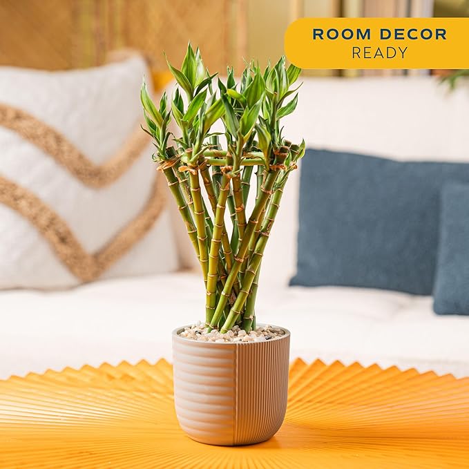 Costa Farms Lucky Bamboo Live Plant in Decorative Pot, Easy to Maintain Indoor Houseplant, Perfect for Home, Room, or Office Decor, Great House Warming or Birthday Gift, 12-15 Inches Tall