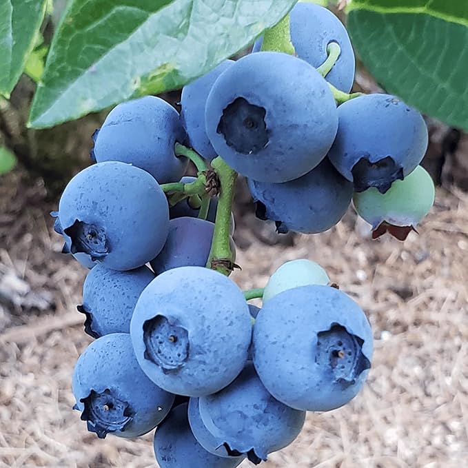 Blue Ray Bare Root Blueberry Plant, 3-Year Old Plant - Produces Large and Richly Sweet Berries - from Hand Picked Nursery (2)