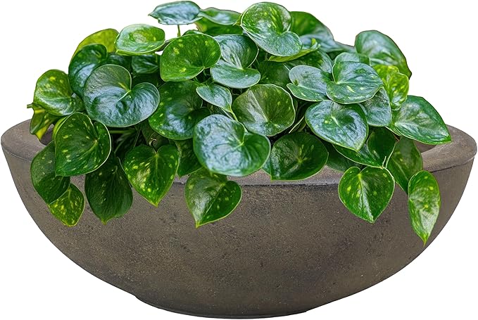 Sunnydaze Percival 20.75" Shallow Outdoor Planter Bowl for Flowers and Succulents - Polyresin Double-Walled Design - Sable