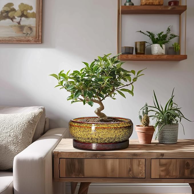 EPFamily Succulent Planters 8 Inch - Ceramic Bonsai Pots with Drainage Hole and Tray, Shallow Plant Pot Indoor Outdoor, Round Succulent Pots, Planter Bowl, Porch Decor, Housewarming Gifts, Yellow
