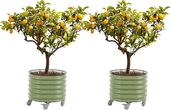 Rolling Metal Citrus Tree Planter, Self-Watering Round Large Pot for Growing Trees Tomatoes Vegetables and Flowers, Raised Garden Bed with Wheels for Porch Patio & Backyard, Twin Pack-Olive Green
