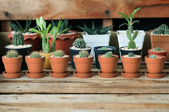 D'vine Dev Pack of 18 Terracotta Pots with Saucers, 3 Inches Terra Cotta Pots with Tray, Clay Pots for Plants & Succulents, Terracotta, 588-A-1-3