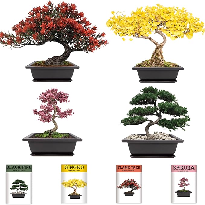 Sproutix Bonsai Garden Starter Kit, 4 Seeds Growing into Sakura, Ginkgo, Black Pine, Red Flame, Including Complete Gardening Tools & A Wooden Box with Cover, Christmas Gifts for Men Women Beginners
