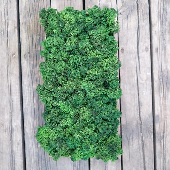 prefleur Preserved Reindeer Moss Natural Green DIY Kit Gardenning Art Wall Decor Florist Decor Easter Table Decor Wedding