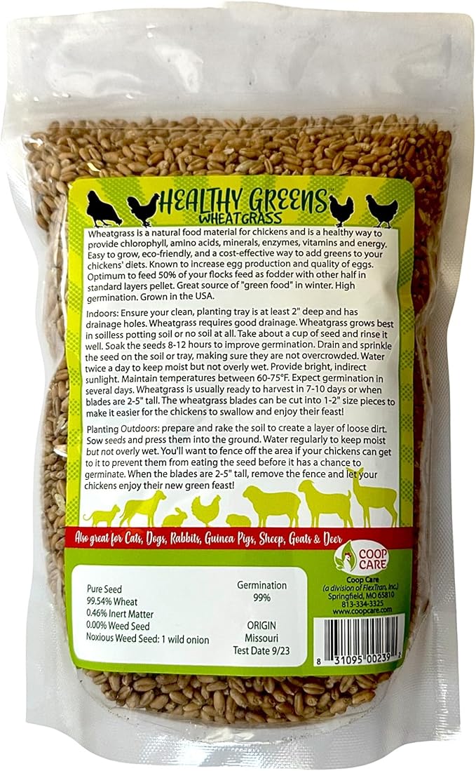 Healthy Greens Wheatgrass Scratch Feed & Fodder Seed, 1lb Bag. Premium Wheat Berries, Non-GMO Wheatgrass for Backyard Chickens, Plant Indoors/Outdoors. Also Ideal for Cats, Dogs w/Chick Fresh (5 Bags)