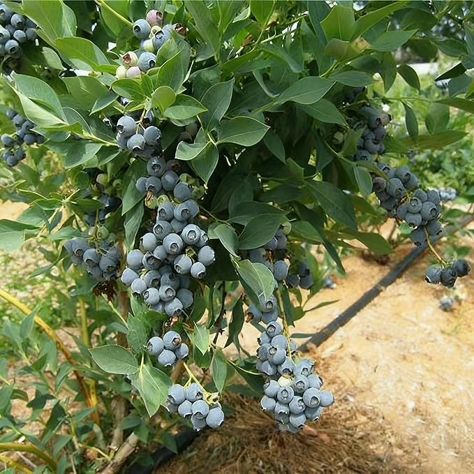 Blueberry Bush Seeds for Planting, 500+ Blueberry Fruit Seed, Non-GMO Fruit Seeds for Small Garden Border, Home Outdoor