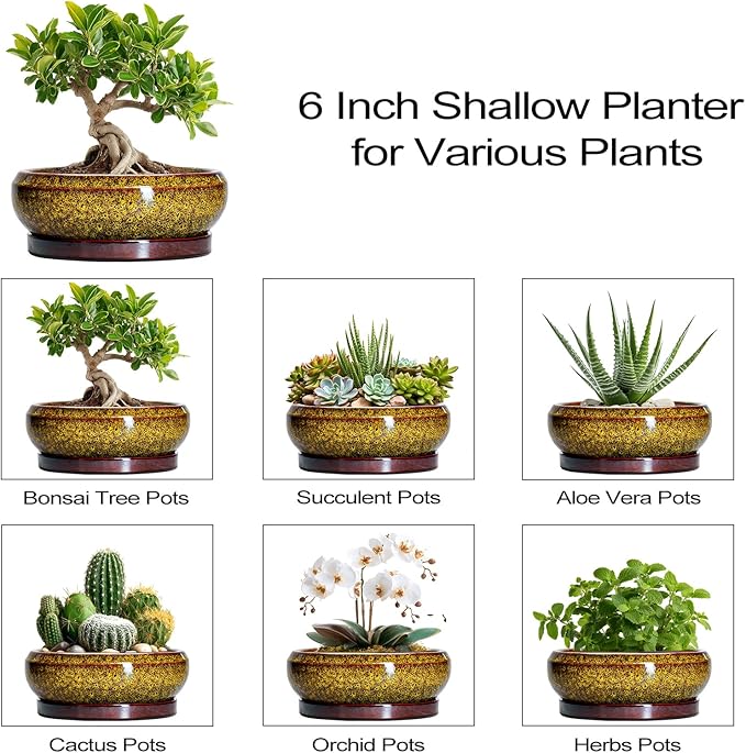 EPFamily Small Bonsai Pots - 6 Inch Ceramic Succulent Planters with Drainage Hole and Saucer, Shallow Round Planter Indoor Outdoor, Cactus Succulent Pots, Living Room Decor, Plant Lover Gift, Yellow
