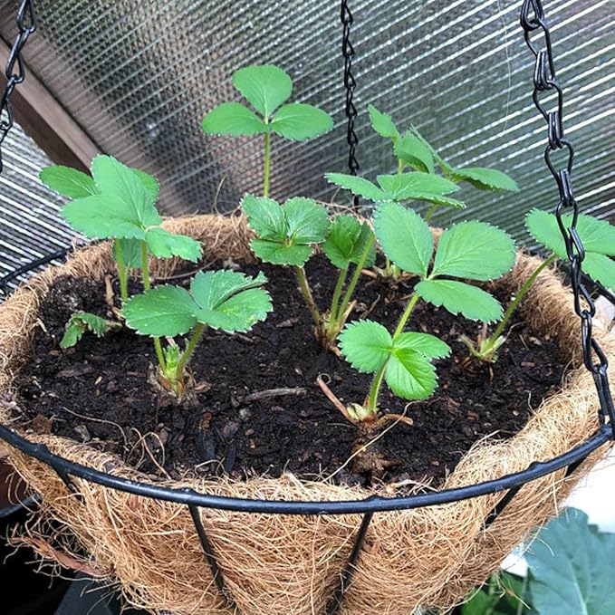 200 Strawberry Seeds – Sweet Red Garden Strawberry for Home Planting, Outdoor & Container Growing
