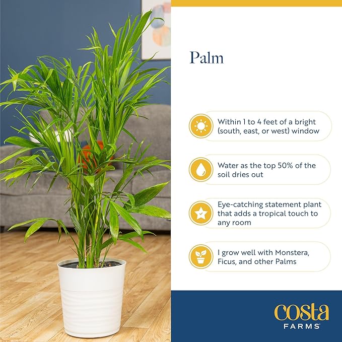 Costa Farms Majesty Palm Live Plant in Plastic Pot, Large Indoor Houseplant, Perfect for Home, Room, or Office Decor, Great House Warming or Birthday Gift, 3-4 Feet Tall