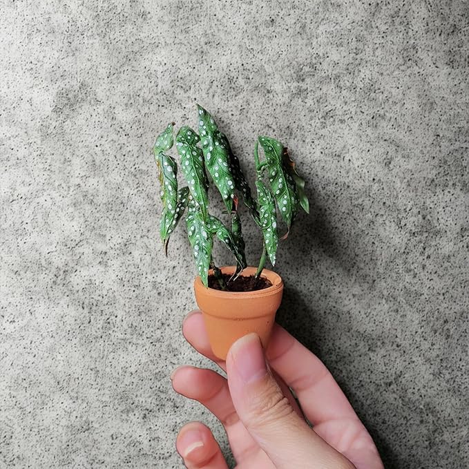 Yuvori Mini Terracotta Pots – Small Clay Flower Pots for Succulents, Cactus, DIY Crafts, Fairy Garden, School Projects, Mini Planters, Set of 30 (Classic Cylinder, 1.2 Inch)