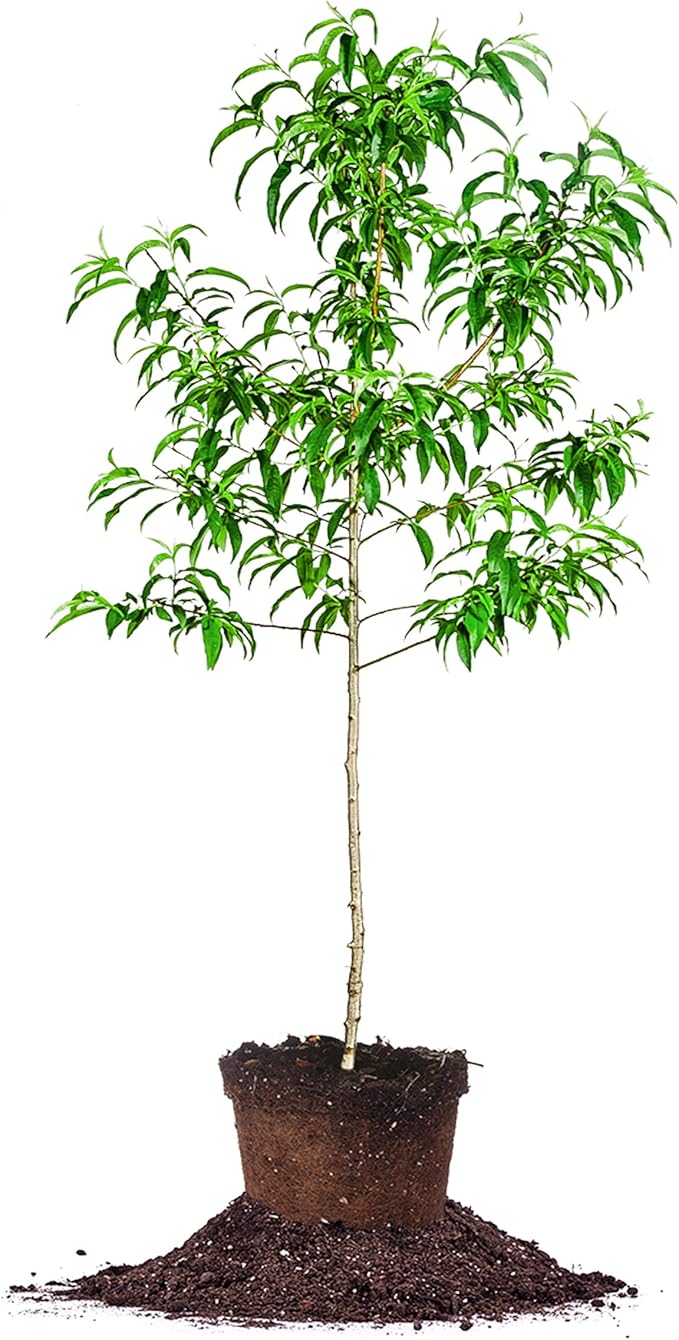 Santa Rosa Plum Tree 4-5ft
