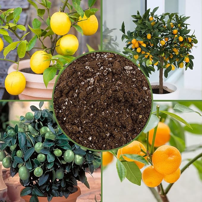Soil Sunrise Citrus Tree Potting Soil Mix (8 Quarts) Special Blend for Indoor Oranges, Lemons, Limes and More