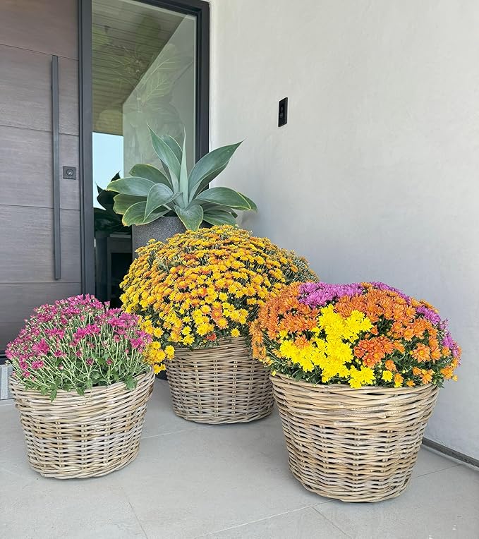 Kouboo Rattan Planter Basket with Plastic Pots Planters Flower Pots Decorative Fall planters for Front Porch Whiskey Barrel Basket Indoor Outdoor Plant Pots Small
