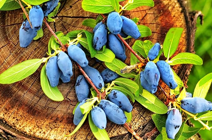 30 HONEYBERRY Blue Honeysuckle Lonicera Caerulea Edible Fruit Shrub Seeds