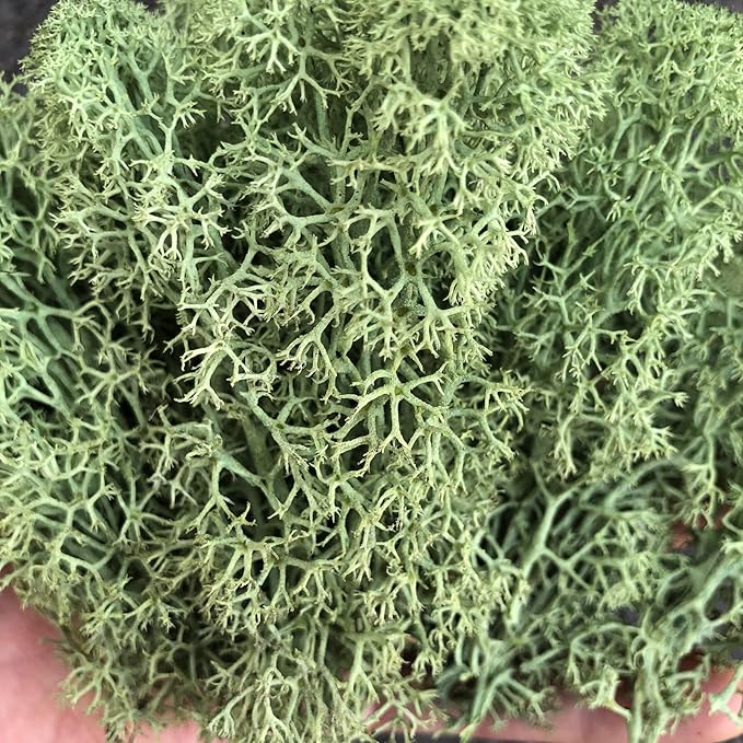 prefleur Preserved Reindeer Moss Natural Green DIY Kit Gardenning Art Wall Decor Florist Decor Easter Table Decor Wedding