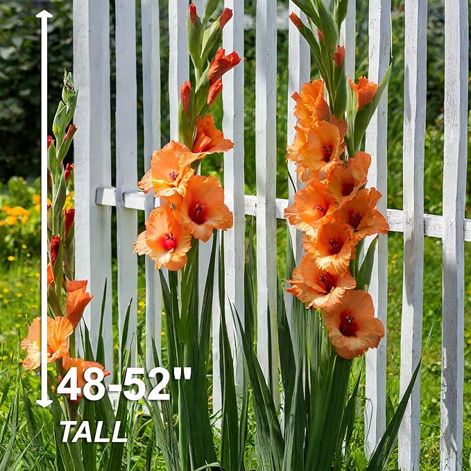Garden State Bulb Olympic Flame Orange Gladiolus Flower Bulbs, 12/14cm, Spring Planting (Bag of 30)