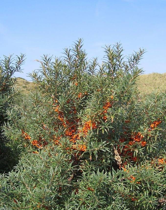 200 Seeds Sea Buckthorn, Seaberry - Hippophae Rhamnoides - Edible Fruit - Raw or Cooked !