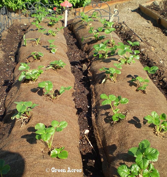 10 Honeoye Strawberry Fruit Plants - INCREDIBLY SWEET BERRY! - (Pack of 10 Bare Root Plants) Zone 3-8. Organic grown in USA.