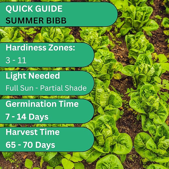 Summer Bibb Heirloom Lettuce Seeds for Planting - Over 2,700 Non-GMO Seed Pack for Growing Indoors, Outdoors, or as Hydroponic Seeds - Beginner-Friendly Green Leaf Lettuce Seed | Woods Creek Seeds