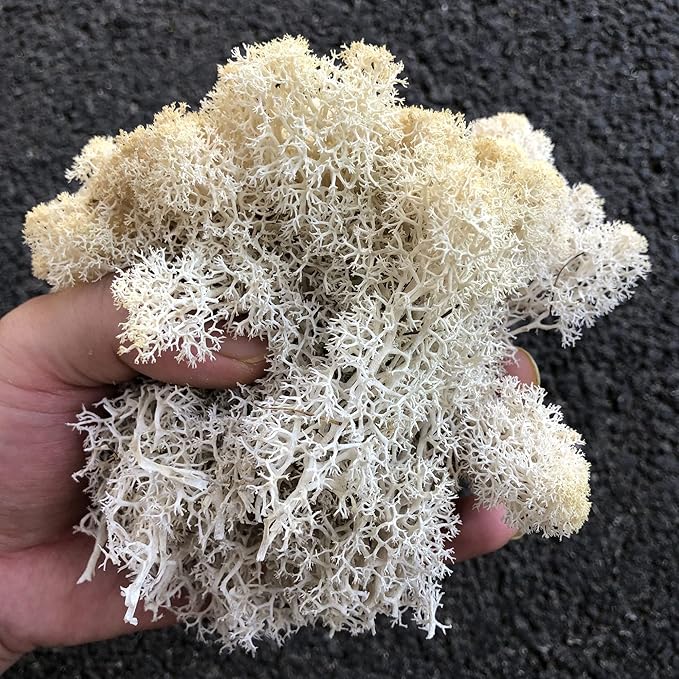 prefleur Preserved Reindeer Moss Natural Green DIY Kit Gardenning Art Wall Decor Florist Decor Easter Table Decor Wedding