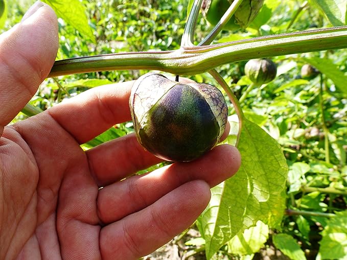 Seeds Purple Cape Gooseberry Goldenberry Groung Cherry Physalis Non GMO Vegetable for Planting