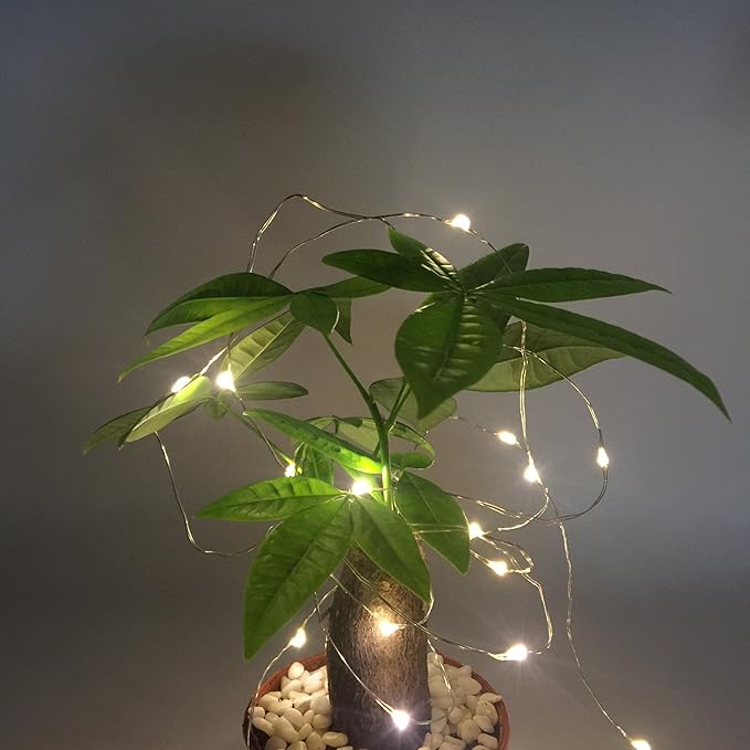 Luna Gift 2 Pack 50 Count Mini Led Fairy Lights,Battery Operated String Light with Waterproof Battery Box and Timer 6Hours on/18Hours Off for Indoor/Outdoor Wedding Party Decoration(Warm White)