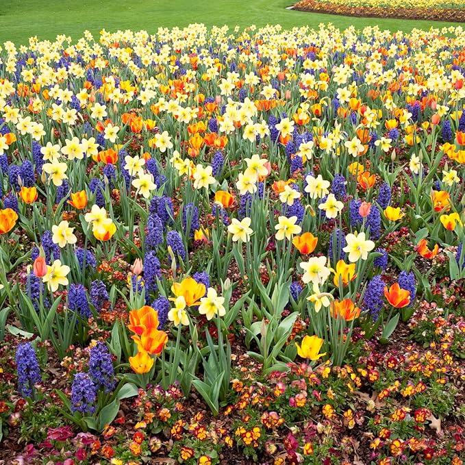 30 Mix Flower Spring Bulb Pack - Assorted Daffodils, Hyacinths and More, Easy to Plant, Colorful Hardy Perennial Vibrant Spring Blooms, Mix Flower Bulbs, Assorted Bulbs for Gardens, Borders