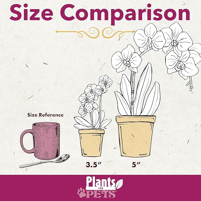 Premium Purple Live Orchid Plant Blooming in 3.5" Blue & White Orchid Pot, Live Plants, Houseplant Gifts, Approx. 16" Tall, Pet Friendly Houseplants, Phalaenopsis Moth Flower by Plants for Pets