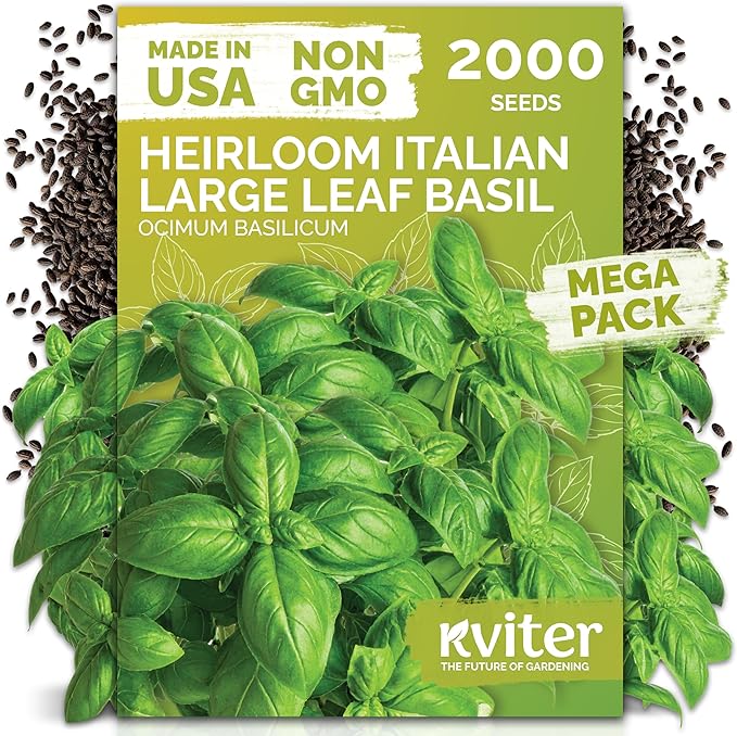 KVITER 2000 Italian Basil Seeds for Planting (Ocimum basilicum) - Sweet Genovese Basil, Heirloom & Non GMO, Classic Pesto Flavor - Herb Seeds to Plant in Containers, Outdoor & Indoor Herb Garden
