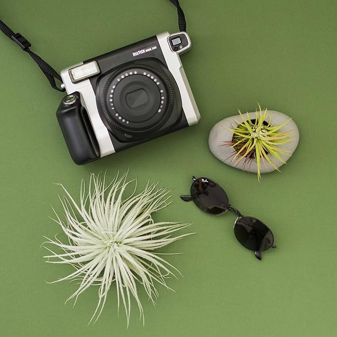 Large Tectorum Ecuador Air Plant - Live Tillandsia Succulent House Plants - Available in Wholesale and Bulk - Home and Garden Decor - Easy Care Indoor and Outdoor Plants (Large-1 PC)