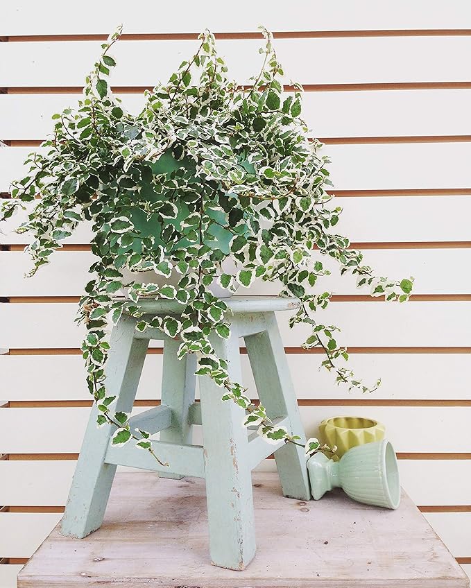 Variegated Creeping Fig Vine - Ficus Pumila Variegata - 40 Live Fully Rooted 2 Inch Plants - Climbing Ivy