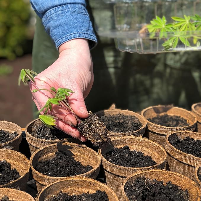 Jiffy Plant Pot - Organic Seed Starting, Biodegradable Pots for Seedlings - 5 in, 100 Pots - Peat