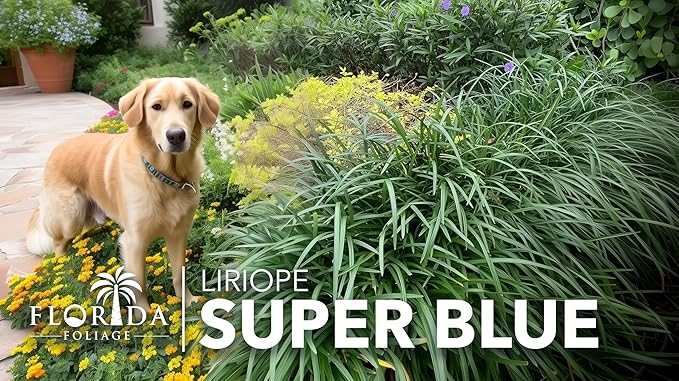 Super Blue Liriope Muscari - 3 Live Plants - Evergreen Ground Cover Grass