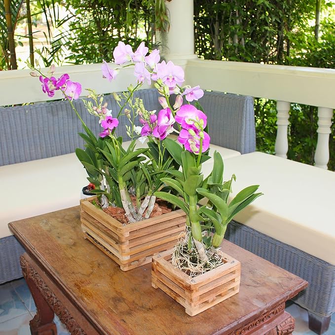 Set of 2 Wooden Orchid Baskets with Hangers, Hanging Vanda Baskets for Outside