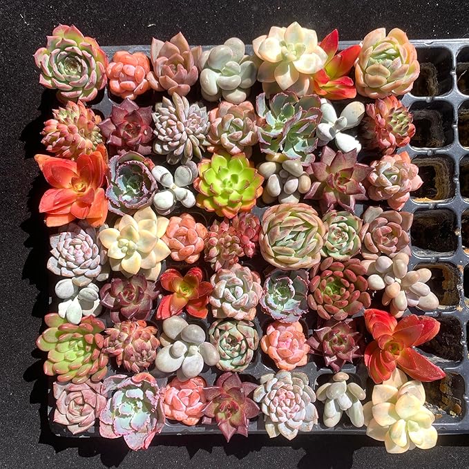 THE ONE BLOOM Mix DIY Rare Live Succulent Plants, 0.5-1,5" Random Mystery Bulk Succulent Live Plant, Without Pot & Soil, 6/12/24 Pcs, Garden Indoor Office Desk Decoration, Plant Gifts (6)