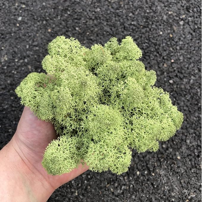 prefleur Preserved Reindeer Moss Natural Green DIY Kit Gardenning Art Wall Decor Florist Decor Easter Table Decor Wedding