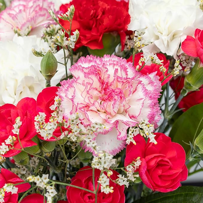 Benchmark Bouquets - 25 Stem Seasonal Carnations (Glass Vase Included) - Fresh Flowers for Next Day Delivery - Gift for Birthday, Anniversary, Sympathy, Get Well, Congratulations, Valentine's Day