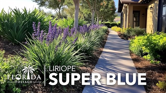 Super Blue Liriope Muscari - 20 Live Plants - Evergreen Ground Cover Grass
