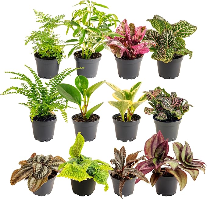 Costa Farms Live Plants (Pack of 12), Easy to Grow Live Indoor Houseplants in 2.5-Inch Plant Pots, Hand-Selected Varieties, Home and Room Decor