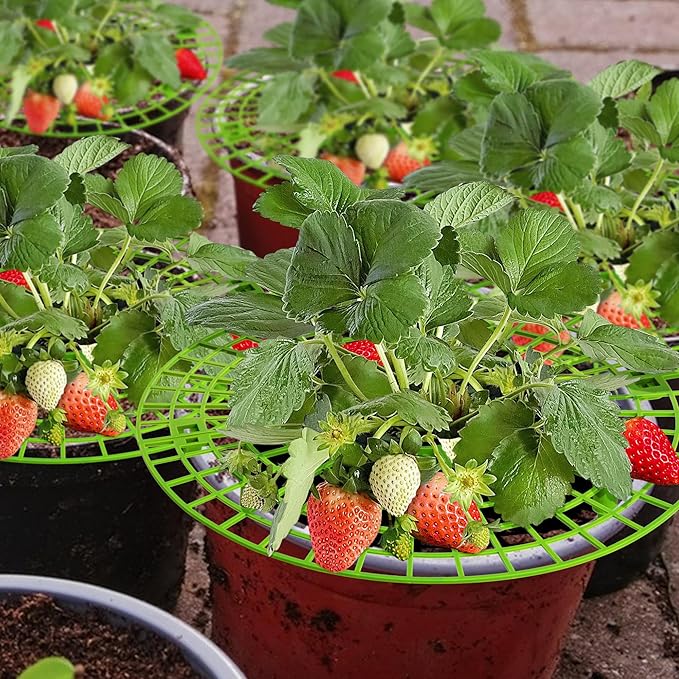 Iceyyyy 6 Pack Strawberry Plant Supports-Strawberry Growing Rack with 4 Legs-Strawberry Stand Holder Bracket for Strawberry Growing Protection Keeping Berries Clean